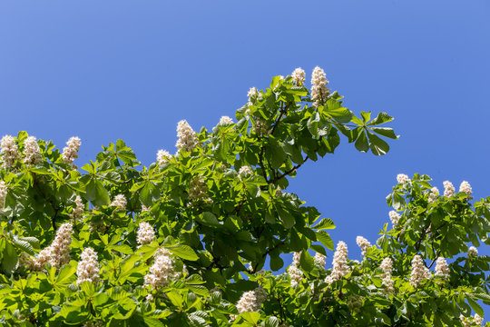 Flowering branches of chestnut tree