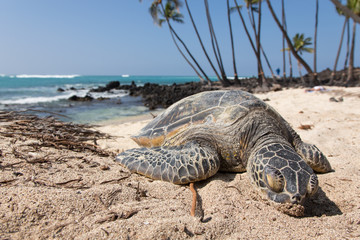 Meeresschildkröte, Seeschildkröte, Sea Turtle, USA, Hawaii, Strand, Sonne