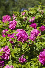 Flowers of dog-rose (rosehip) growing in nature