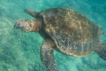 Meeresschildkröte, Seeschildkröte, Sea Turtle, Tauchen, Schnorcheln, USA, Hawaii, Unterwasser, Wasser, Meer