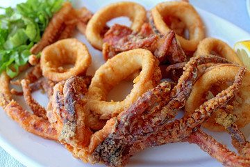     Octopus and calamaris 