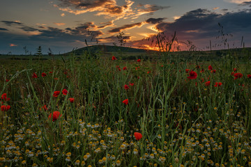 Field of poppies and daisies during the summer, near Burgas, Bulgaria