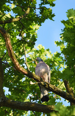 Dove on leaf tree