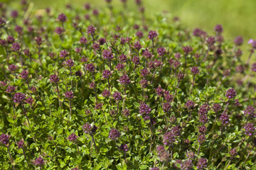 Thyme(Thymus vulgaris) plant growing in the herb garden