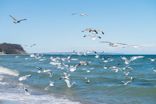 Seagulls hunt for small fish on island Rugen