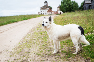 Obraz premium White dog standing near the road