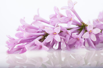 lilac branch on white milk macro photo