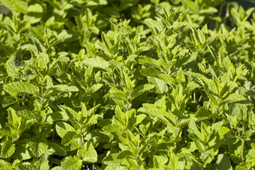 Green fresh mint in a summer herbs garden.