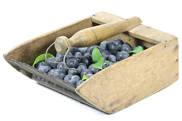 frisch geerntete Blaubeeren in altem Blaubeerkamm isoliert auf weißem Hintergrund