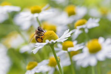 Bee on chamomile flower