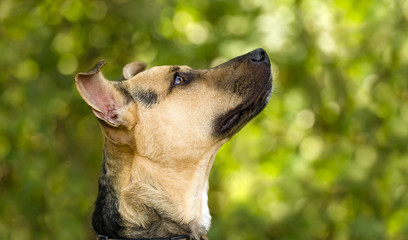 Dog Looking Up