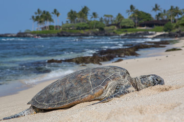 Meeresschildkröte, Seeschildkröte, Sea Turtle, USA, Hawaii, Strand, Sonne