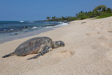 Meeresschildkröte, Seeschildkröte, Sea Turtle, USA, Hawaii, Strand, Sonne