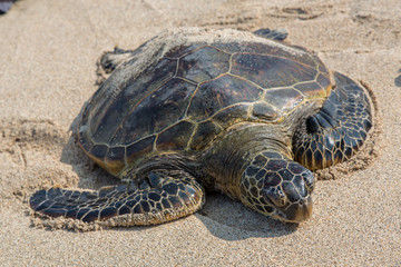 Meeresschildkröte, Seeschildkröte, Sea Turtle, USA, Hawaii, Strand, Sonne