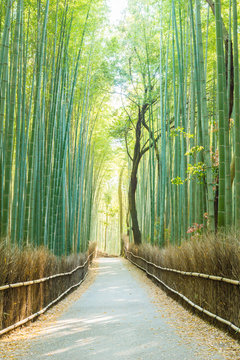 竹林の道 Images Browse 434 Stock Photos Vectors And Video Adobe Stock