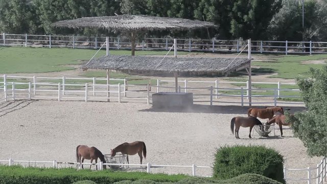 horses in corral on farm landscape. Top view of stud