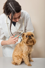 Doctor makes the  vaccinated a small dog