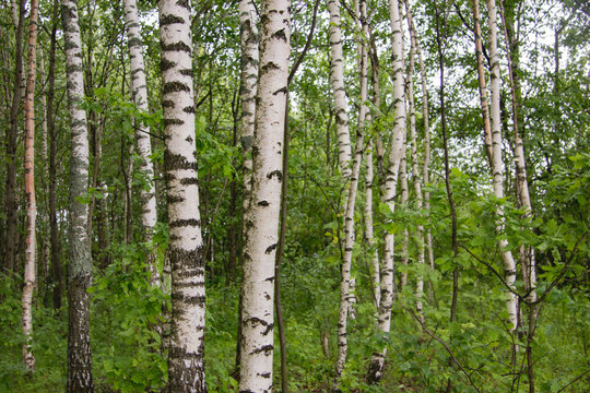 birch grove in the summer