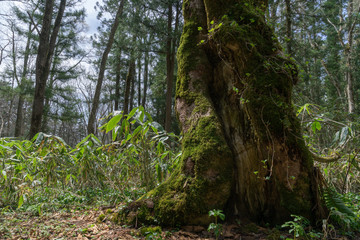 戸隠森林植物園の森