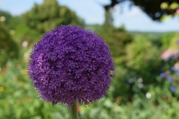 紫のフサフサな花
