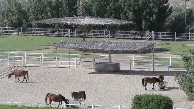 horses in corral on farm landscape. Top view of stud