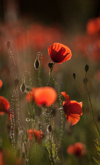 Mohnblumen
