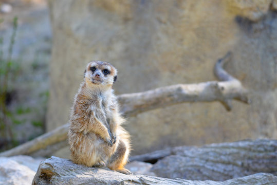 Erdm&auml;nnchen