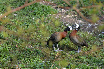 Gänse bei der Balz © Robert Styppa