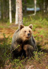 Fototapeta premium Brown bear in the finnish forest
