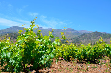 Fototapeta na wymiar View of a vineyard in the south of Tenerife,Canary Islands,Spain.