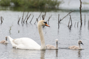 White Swan Family With Chicks.