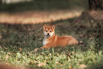 Beautiful Young Red Shiba Inu Puppy Dog