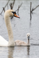 White Swan Family With Chicks.