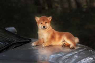 Beautiful Young Red Shiba Inu Puppy Dog on car