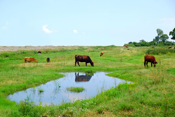 Cows grazing in summer meadow near lake