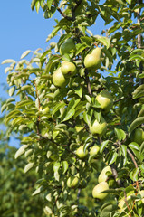 Pear crops on tree