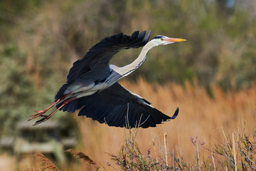 Grey heron in flight