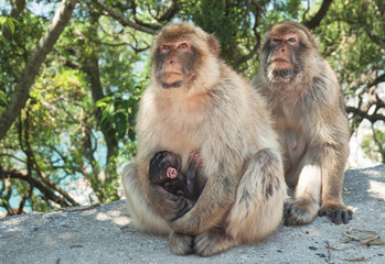 Monkey in Gibraltar