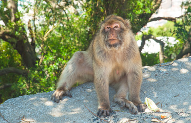 Monkey in Gibraltar