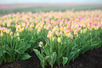 Field of beautiful blooming tulips