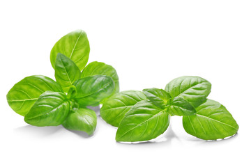 Basil leaves, isolated on white