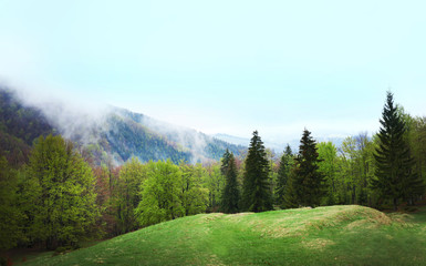 Beautiful green forest meadow