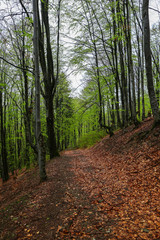 Old path in forest