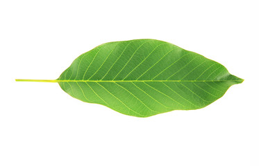 Green leaf, isolated on white