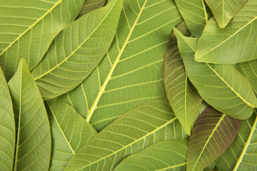 Green leaves background