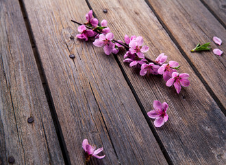 Fototapeta na wymiar Peach blossom on old wooden background. Fruit flowers.