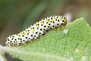 The mullein moth (Cucullia verbasci) caterpillar on foodplant. Brightly coloured larva in family Noctuidae on great mullein (Verbascum thapsus)
