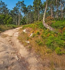 Road in the forest in Islas Cies, Spain