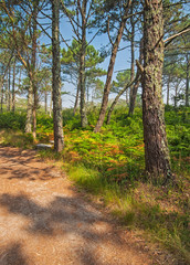 Road in the forest in Islas Cies, Spain