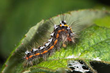 Yellow-tail moth (Euproctis similis) caterpillar profile. Larva of moth in the family Erebidae (formerly Lymantriidae) covered with irritating hairs